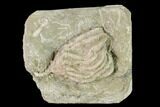 Fossil Crinoid (Dizygocrinus) - Missouri #148980-1